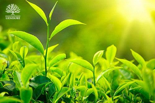 organic green tea leaves