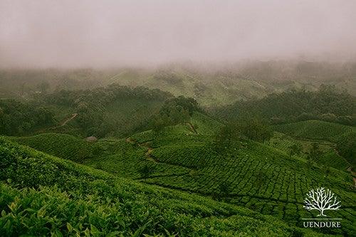 Japanese green tea farm