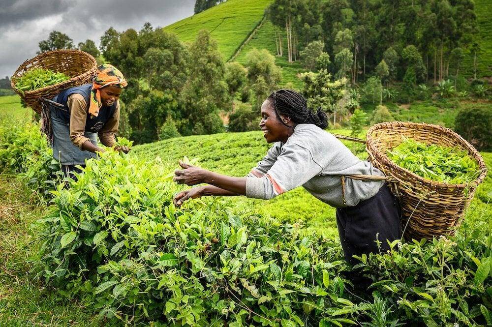 women tea farmers picking purple tea leaves in Kenya