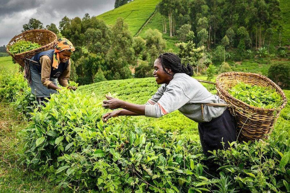 organic kenyan purple tea
