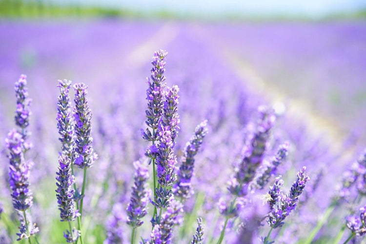 
                    
                      lavender flowers for organic tea
                    
                  