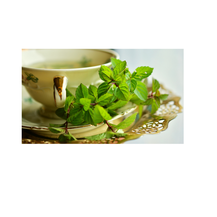 
                    
                      peppermint te
                    
                  